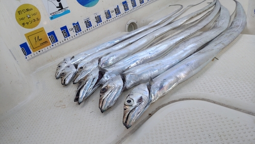 タチウオの釣果