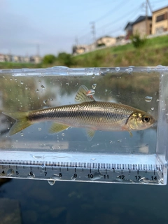 カワムツの釣果