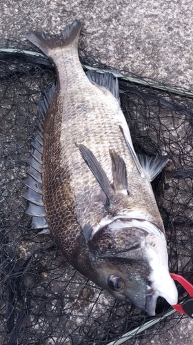 チヌの釣果