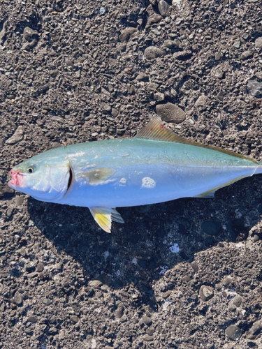 イナダの釣果