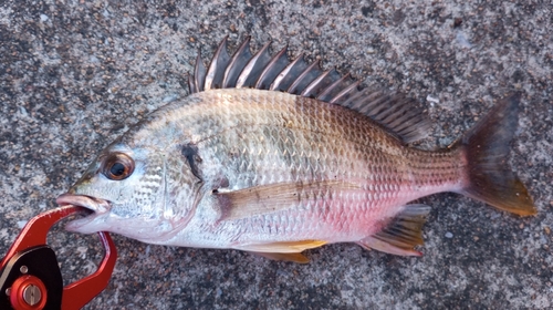 キビレの釣果