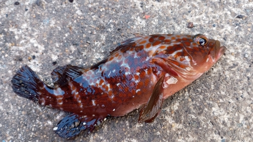 アコウの釣果