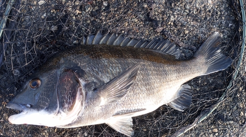 チヌの釣果