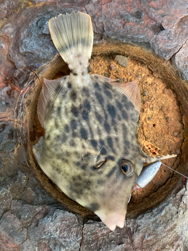 カワハギの釣果