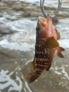 キジハタの釣果