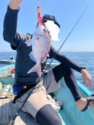 マダイの釣果