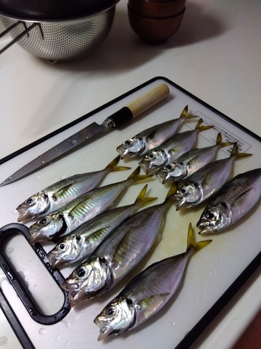 アジの釣果