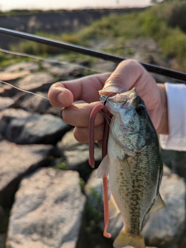 ブラックバスの釣果