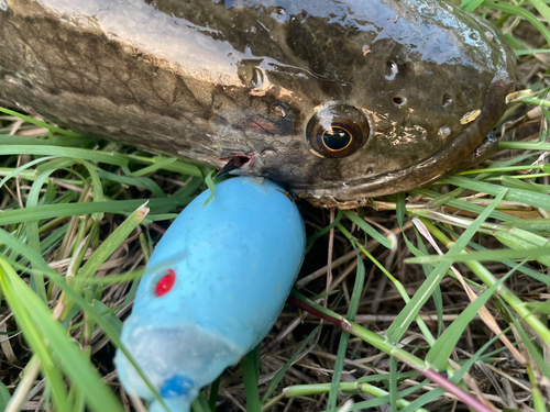 ライギョの釣果