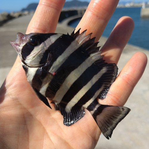 イシダイの釣果