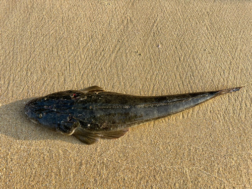 マゴチの釣果