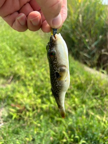 フグの釣果