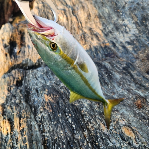 ヤズの釣果