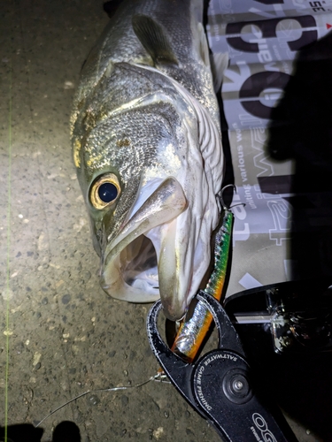 フッコ（マルスズキ）の釣果