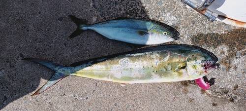 シイラの釣果