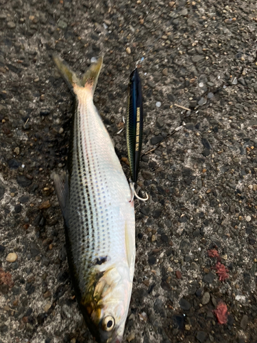 コノシロの釣果