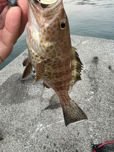 オオモンハタの釣果