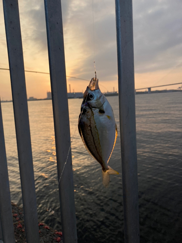 イトヒキヒイラギの釣果