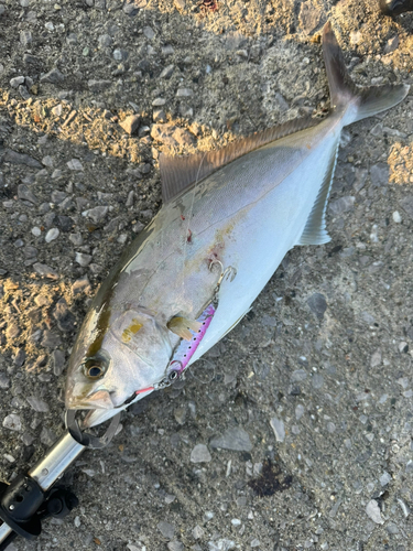 ショゴの釣果