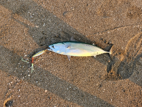 マルソウダの釣果