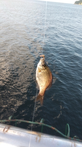 ウミタナゴの釣果