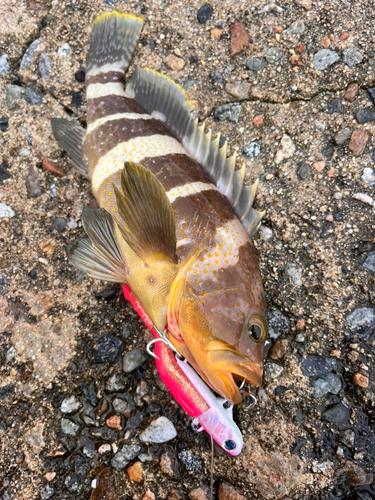 アオハタの釣果