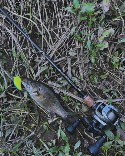 ブラックバスの釣果