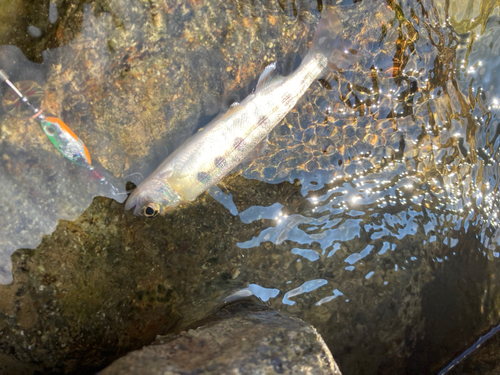 ヤマメの釣果