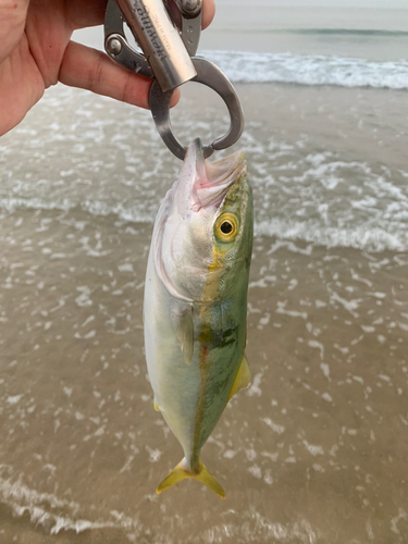 ネリゴの釣果