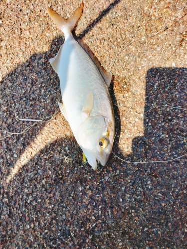 カンパチの釣果