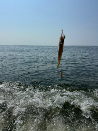 エソの釣果