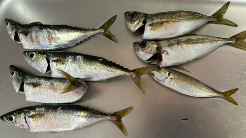 サバの釣果