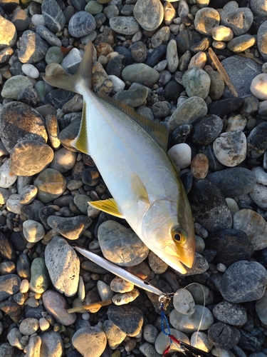 ショゴの釣果