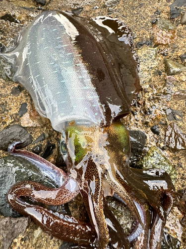 アオリイカの釣果