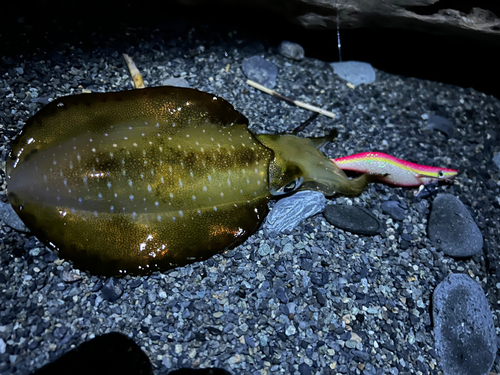 アオリイカの釣果