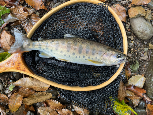 ヤマメの釣果