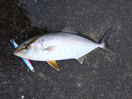 カンパチの釣果