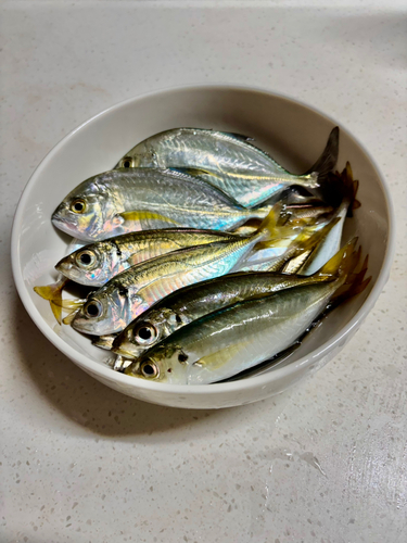 アジの釣果