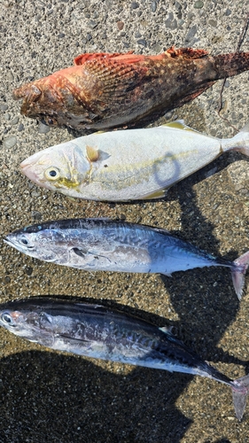 ショゴの釣果