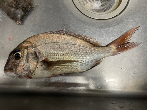 マダイの釣果