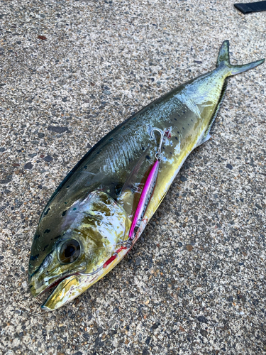 シイラの釣果