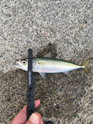 サバの釣果