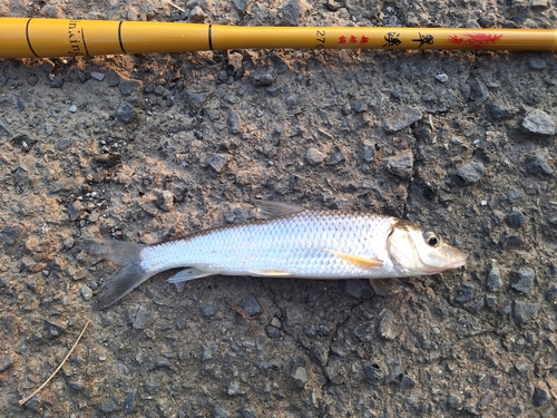 ニゴイの釣果