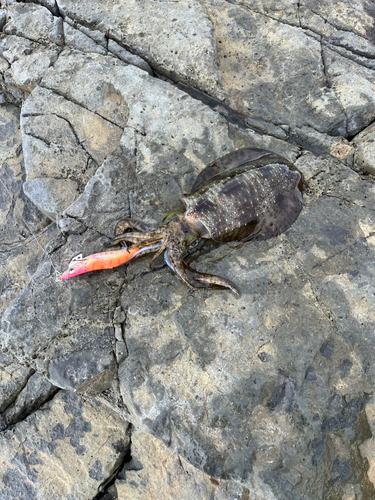 アオリイカの釣果