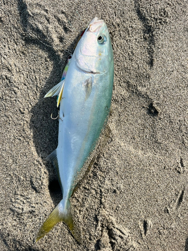 ハマチの釣果