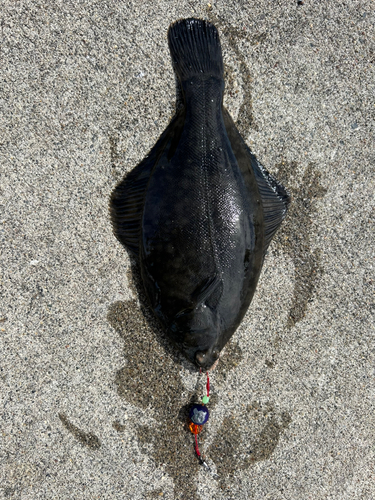 カレイの釣果