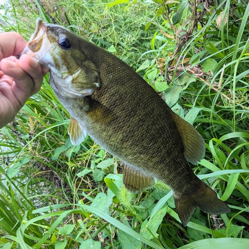 スモールマウスバスの釣果