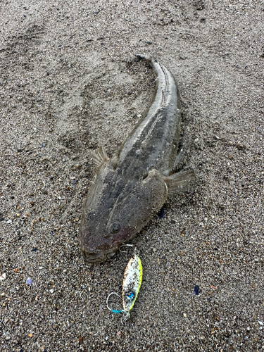 マゴチの釣果