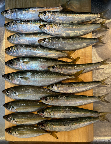 マイワシの釣果