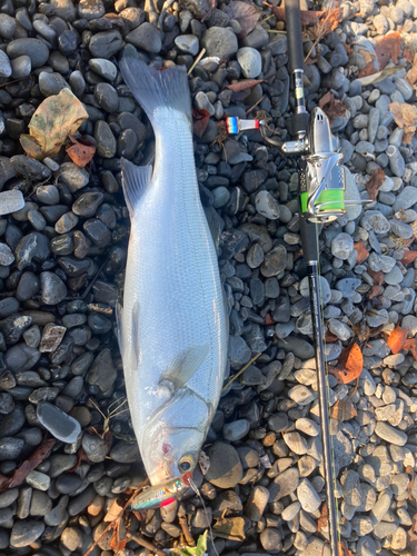 スズキの釣果